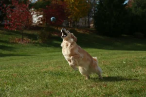 Happy and Healthy Golden Retriever playing in the field