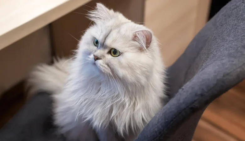 Persian Cat Price in Sri Lanka: Worth It?